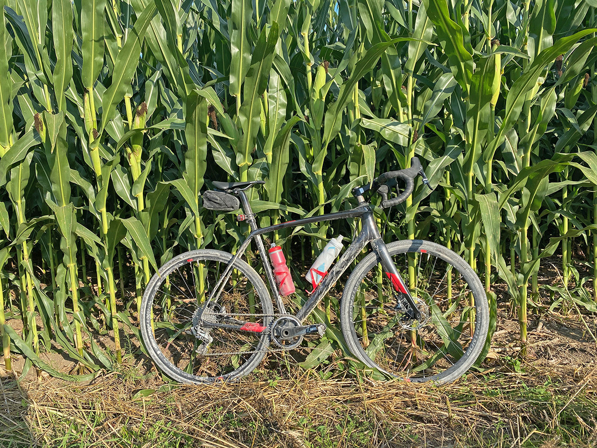 a bike leaned against corn stalks