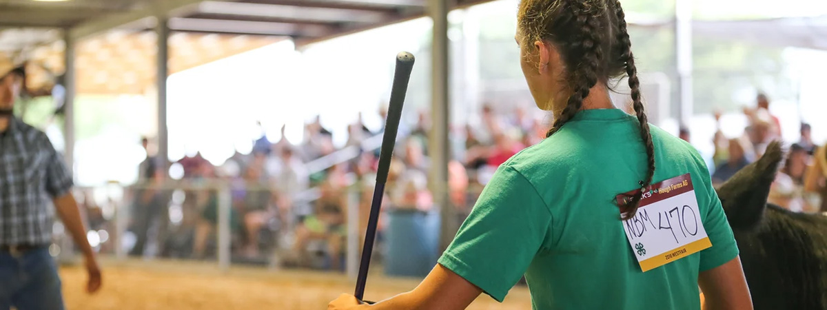 4H Student shows calf at Westfair