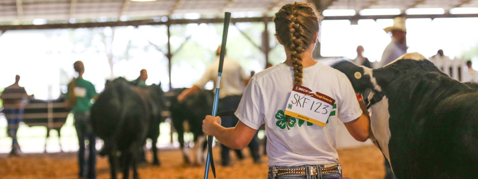 girl walking livestock in a pen