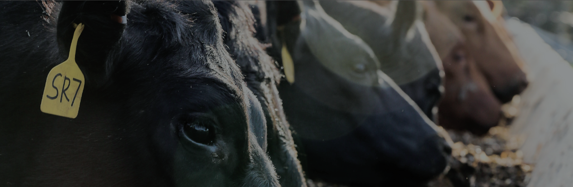 cattle eating at a feedbunk